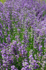 Bushes of blooming lavender.