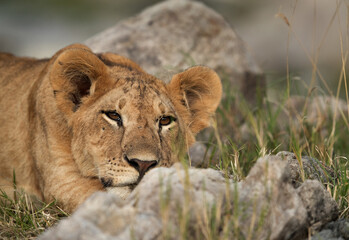 Naklejka na ściany i meble Lion cub relaxing in the mid of rocks, Masai Mara