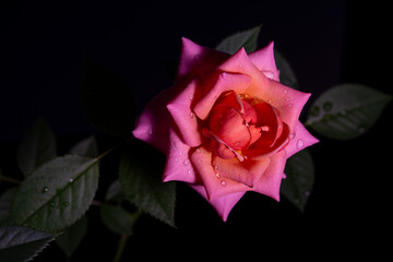 Fototapeta na wymiar pink rose in a low key on a dark background