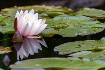 Tropical beautiful water lily in full blow on a tranquil water surface with clear and meditative...