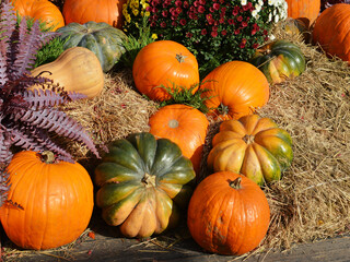 Different kinds of pumpkins outdoor decoration