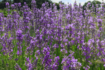 Bushes of blooming lavender.