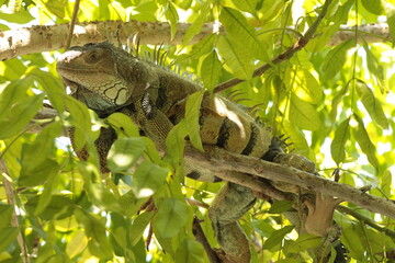 Iguana
