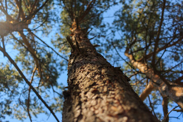 Bottom view of a tree trunk. The trunk of the pine. Blurred background. Shallow depth of field photo.