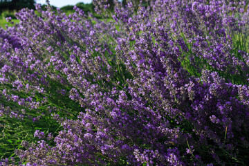 Bushes of blooming lavender.