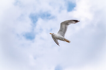 Sea gull in the clear blue sky. The European herring gull
