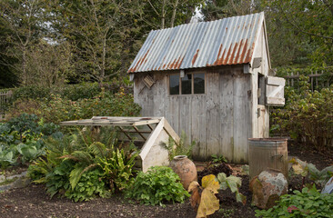 Old Wooden Garden Shed with a Rusty Corrugated Metal Roof on an Allotment in a Vegetable garden in...