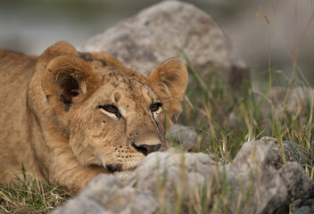Lion cub in the mid of rocks, Masai Mara