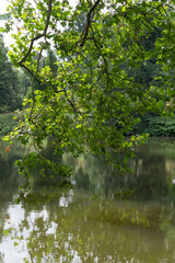 Fototapeta na wymiar Teich, umrandet von frischen grünen Blättern und Gras in einer grünen Parklandschaft mit verschiedenen Bäumen