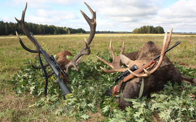 Hunting trophies of elk and deer with weapons after the hunt.