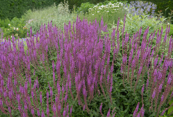 Summer Flowering Purple Balkan Clary Flowers (Salvia nemorosa 'Amethyst')  Growing in a Herbaceous Border in a Country Cottage Garden in Rural Devon, England, UK
