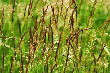 Brown tall grasses against a green background
