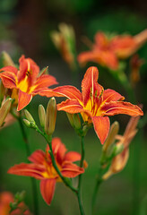 Fototapeta premium red lily in the botanical garden