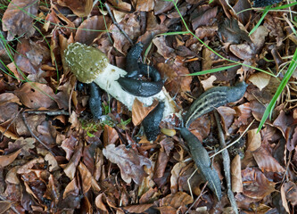 Slugs on fallen Common stinkhorn, feeding on its slime