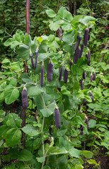 Pods of Kapucijner pea or Field pea
