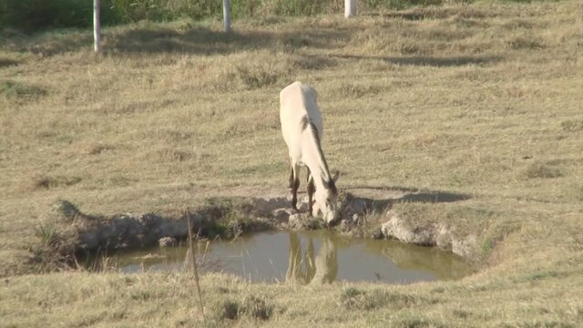 Cavalo bebendo &aacute;gua em um pequeno lago + paisagem bonita