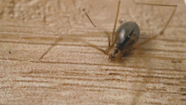 Macro Shot Of A Cellar Spider On Wooden Surface - close up