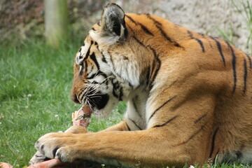 Felino