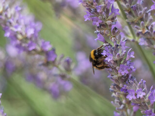 Abejorro con plantas.