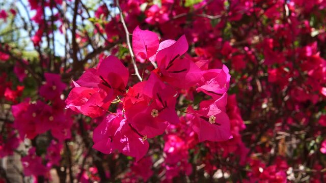 beautiful bougainvillea Close-Up in the light of the mid-afternoon sun showing its pink color