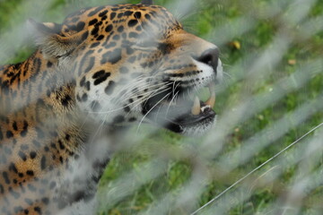 Felino