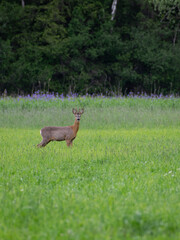 Ein Rehbock in der Wiese. 