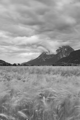 Ein Getreidefeld im Ennstal