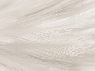 Beautiful abstract gray and white feathers on white background, soft brown feather texture on white pattern background, gray feather background