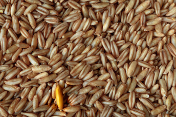 Raw uncooked whole oats grain close up
