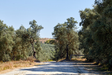 Camino de sendero con arboles y plantas autóctonas 