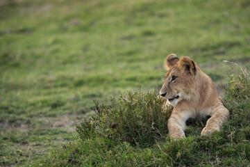Lion cub relaxing on green, Masai Mara