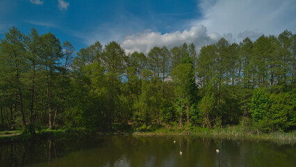 Three young swans on a river in spring. Łódzkie Voivodeship, Łask, Poland, Eastern Europe