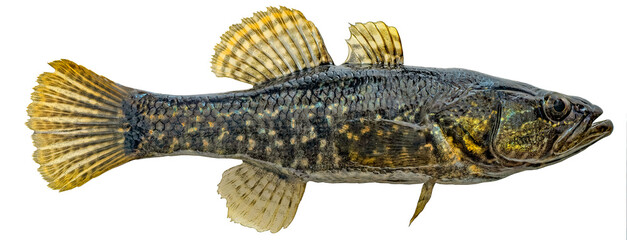 Freshwater fish isolated on white background closeup. The  Chinese sleeper, also known as Amur...