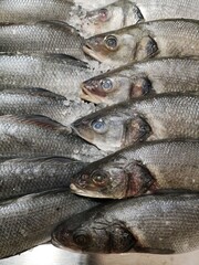 fresh fish on ice