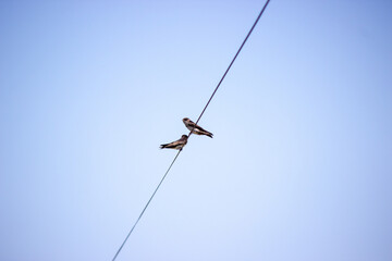 birds