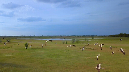 Obraz premium Wild Bird life in the natural environment. White storks fly over green fields. The view from the flying drone. Ukrane.