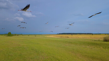 Wild Bird life in the natural environment. White storks fly over green fields. The view from the flying drone. Ukrane.