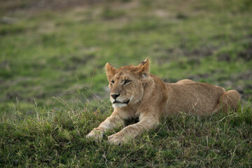 Fototapeta na wymiar Lion cub resting, Masai Mara