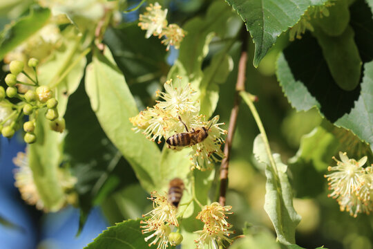 Bienen sammeln Pollen auf Lindenbl&uuml;ten
