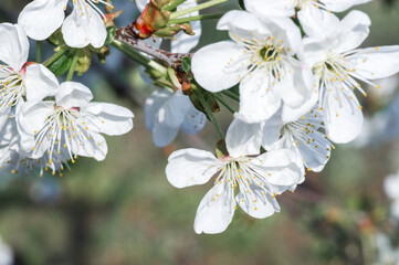 Branches of blossoming apricot macro