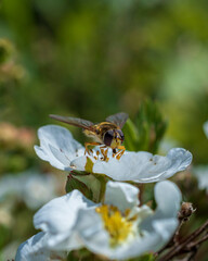 Fly sitting on a flower close up