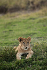 Fototapeta premium Lion cub relaxing on the green grass, Masai Mara