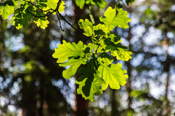 Słoneczny letni dzień w Puszczy Knyszyńskiej na Podlasiu, Polska