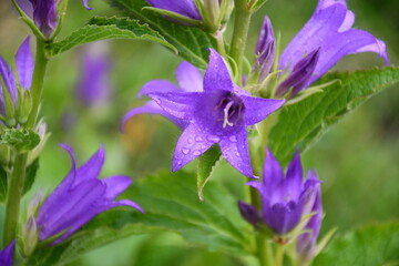 A flowering large purple bluebell with drops of water after rain in the garden.