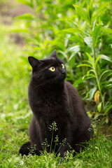 Naklejka na ściany i meble Cute bombay black cat with yellow eyes and attentive look sits in green grass in summer nature and looks up