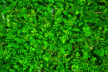 Detail of leaves resting on water