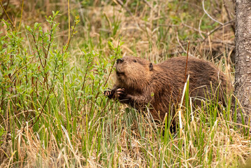 A Canadian beaver standing in the grass chewing on willows 