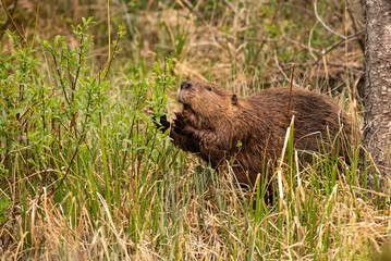 A Canadian beaver standing in the grass chewing on willows 