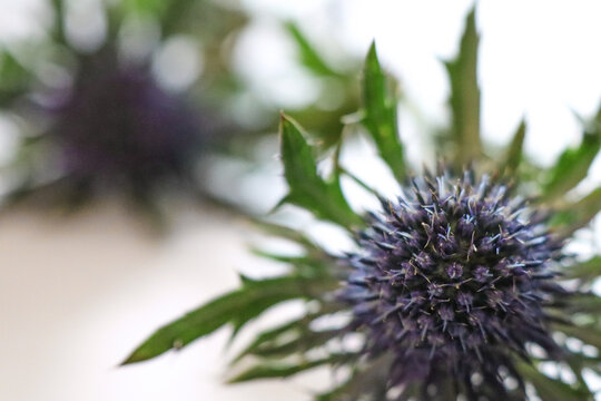 Sea Holly flower closeup