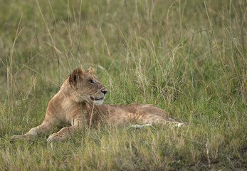 Fototapeta na wymiar Lion cub relaxing, Masai Mara